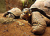Galapagos Tortoises Are Messy Eaters!