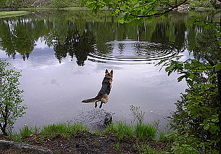 Do Tell: What's Your Pet's Quirkiest Behavior?