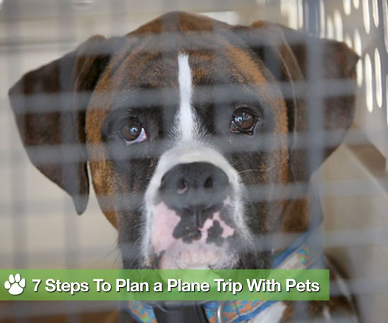 Fur Flyin' High: Follow This Timeline For Air Travel With Pets