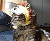 Pet Pic of the Day: Sophie Is Feline Fierce