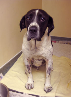 Dog Swallows Nine Balls and a Bullet! Dog Swallows Nine Balls and a Bullet!