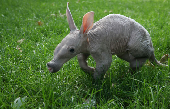 Baby Aardvark