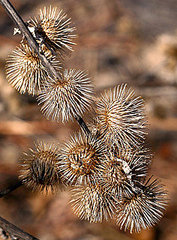Dog Days of Summer: How to Remove Burrs
