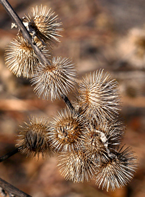 Dog Days of Summer: How to Remove Burrs