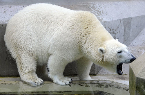 Love Is In the Air! Knut Gets a Mate Love Is In the Air! Knut Gets a Mate