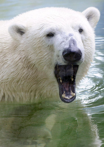Love Is In the Air! Knut Gets a Mate Love Is In the Air! Knut Gets a Mate