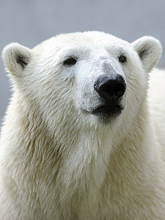 Love Is in the Air! Knut the Cute Gets a Mate