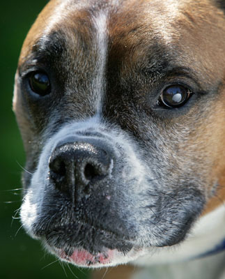 The Scoop: Woman Pays $32,000 to Fly With Her Dog
