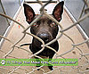 10 Reasons Why Some Animals Aren't Adopted for Adopt a Less Adoptable Pet Day, list