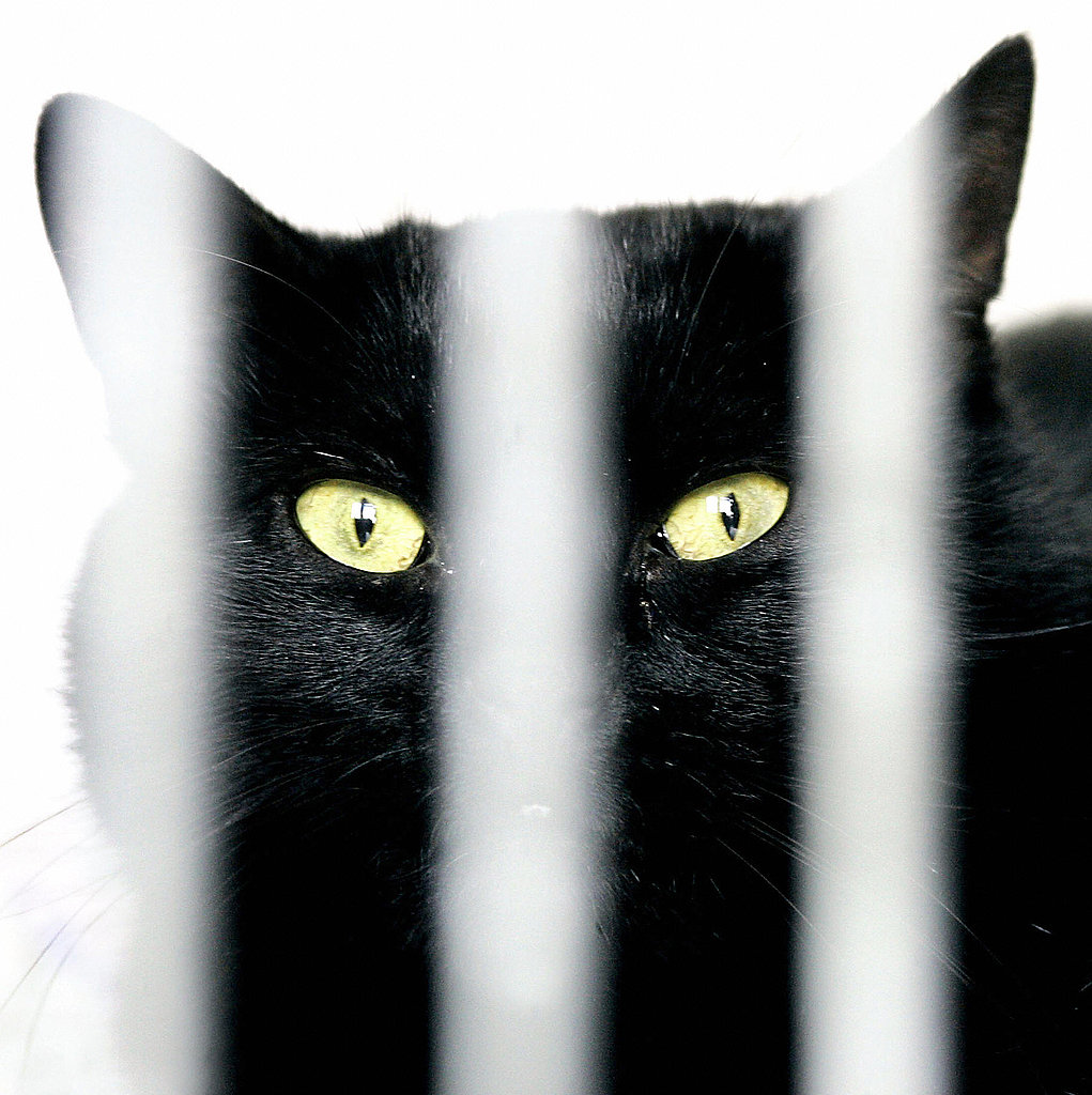 Black Cat, Don't Jump Back! Black Cat, Don't Jump Back!