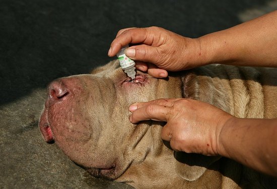 Sick as a Dog?