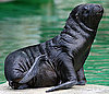 Creature Features: Patagonian Sea Lions 