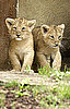 London Zoo Welcomes First Lion Cubs in 10 Years!