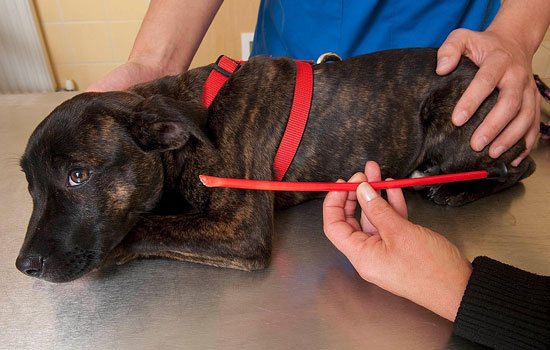 Photos of a Dog Who Swallowed an Arrow Photos of a Dog Who Swallowed an Arrow