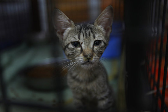 FIV+ and FeLV+