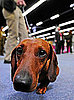 All Short-Legged Dogs Share an Ancestor: In the LINK of an Eye!