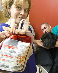 Have Your Dogs Given Blood?