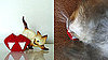 Twihard Cats Need Vampire Fangs