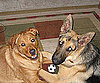 Pet Pic of the Day: Sports Rivals Max and Duke