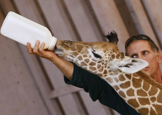 Awww, a Baby Giraffe Hits the Bottle Awww, a Baby Giraffe Hits the Bottle