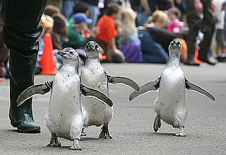 March of the Magellanic Penguins at the San Francisco Zoo!