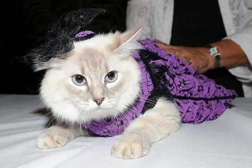 Well Dressed Well Dressed