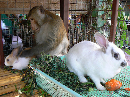 Bunny Bundles of Joy! Bunny Bundles of Joy!