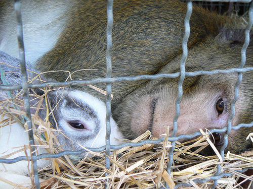 A Wild Monkey Gets Saved A Wild Monkey Gets Saved