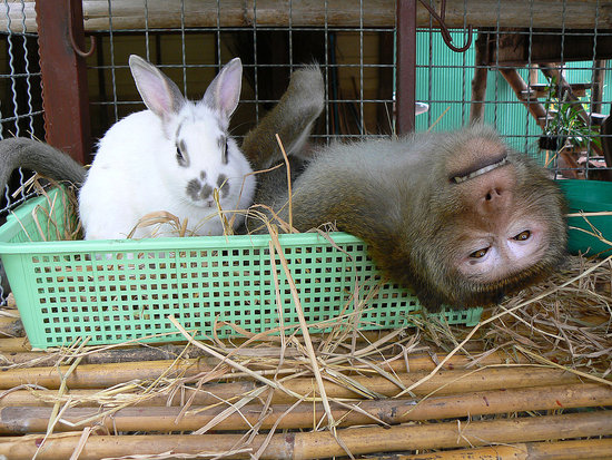 Boonlua Meets Snowy