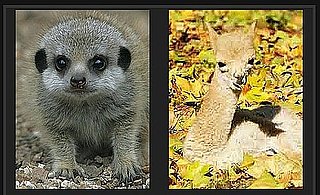 Play Our Baby Animal Faceoff For a Chance to Win Big Bucks!