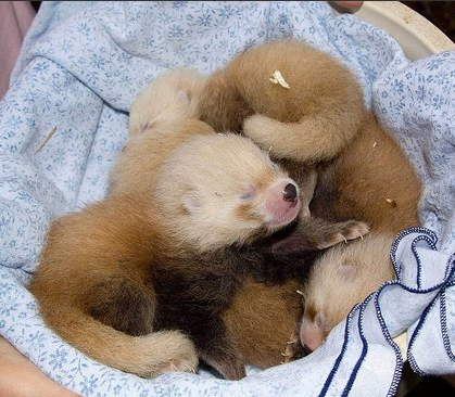 Red Panda Quadruplets At Denver Zoo! Red Panda Quadruplets At Denver Zoo!