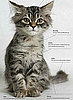 Get a Certified Preowned Cat: In the LINK of an Eye!