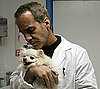 What Else Do You Know About the H3N8 Dog Flu?