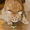 5 Things to Know When Serving Up Catnip