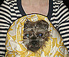 Pet Pic of the Day: It's a Wrap!