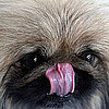 What You Need to Know About the H3N8 Dog Flu