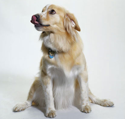 is cinnamon ok for dogs poisonous spices for dogs popsugar pets is cinnamon ok for dogs poisonous spices for dogs popsugar pets