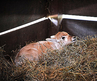 Guess What Animal?