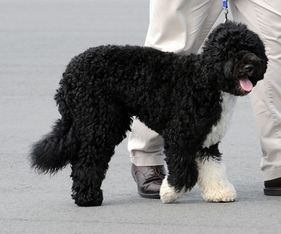 The Scoop: Guest of Honor Bo Gets His Very Own Parade! The Scoop: Guest of Honor Bo Gets His Very Own Parade!