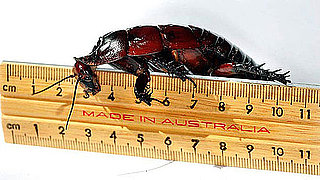 Would You Keep a Giant Cockroach as a Pet?
