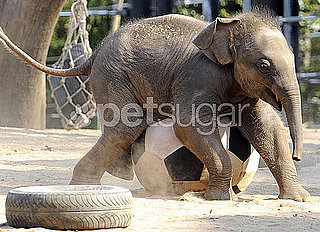 Luk Chai Dribbles His Soccer-Playing Pachy Self Into My Heart