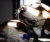 Pet Pic of the Day: Is Raynor a Bagle Hound, a Basseagle, or Just Adorable?