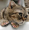 Cat Manicures