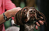 Guess What Breed?