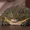 Largest Snake in Captivity Makes His Debut With Conan O'Brien!