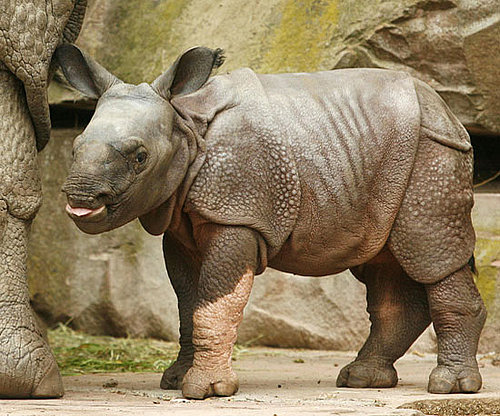 Hi, Seto Paitala: 12 Random Rhino Facts to Welcome This Babe