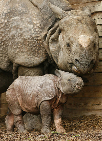 Rhino Speak Rhino Speak