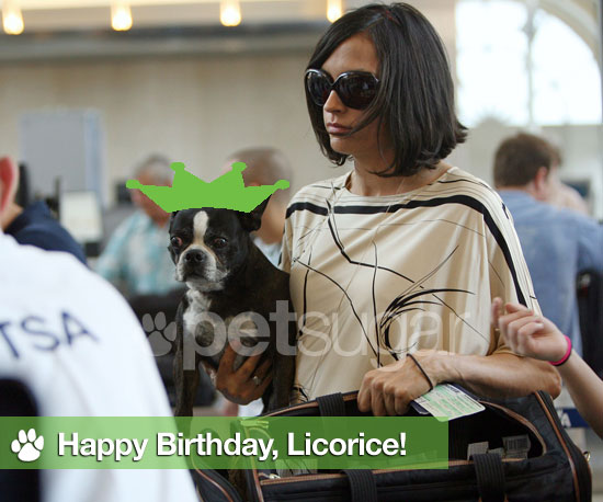 Happy Eighth Birthday, Licorice! Happy Eighth Birthday, Licorice!