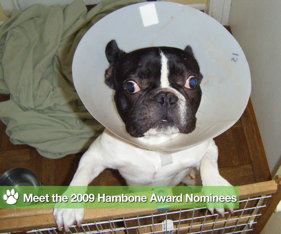 The Pet Ate WHAT?! This Year's Most Unusual Insurance Claims