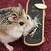 Popular Pet Hamster Names